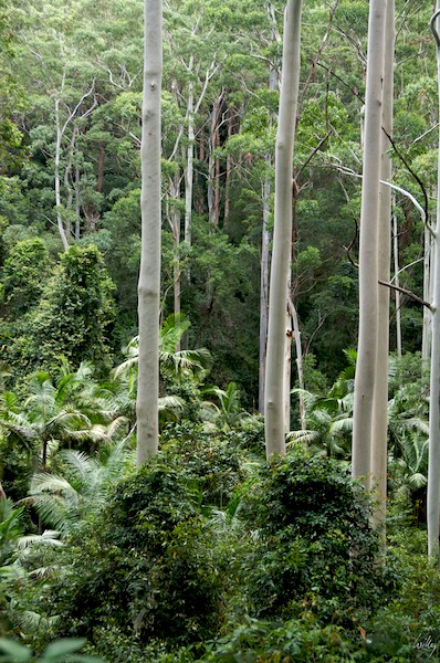 AustraliaEast 10  069